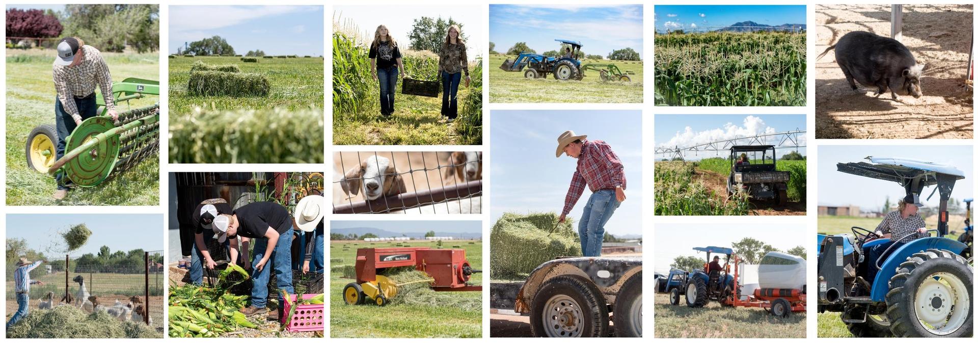 photo collage of students working on the farm both in the field and with the animals
