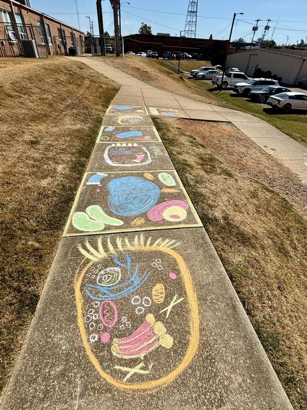 Picture of all the cells on the sidewalk