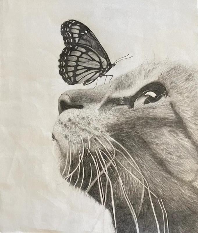 cat and butterfly
