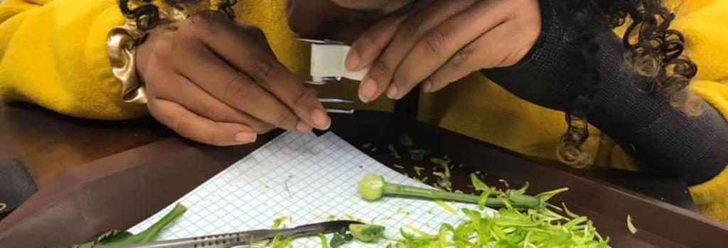 A Williams student completing plant dissection
