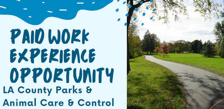 Paid Work Experience Opportunity