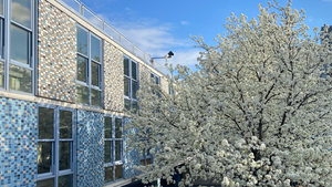 Photo of courtyard with tree filled with spring blossoms.