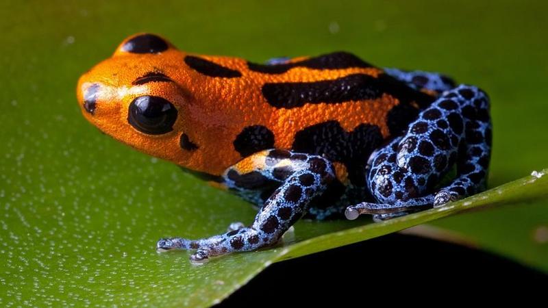 Support Our Classroom Frogs Featured Photo