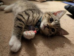 Arco Iris Charter School alum Zachary Jarvis’ grey tabby kitten “Zippy” with cutest white paws lies on the ground outstretched looking at the camera.