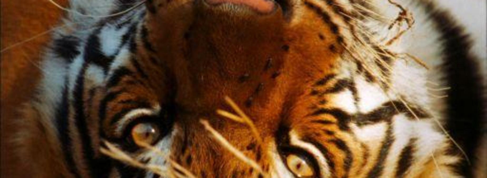 tiger