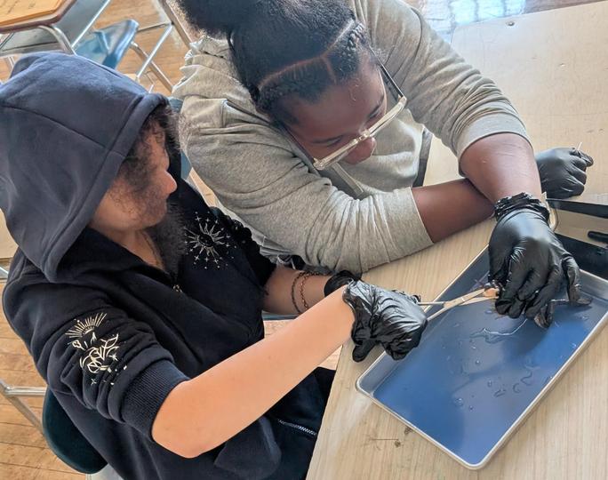 students engage in the dissection of a frog in science class