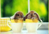 Bunnies in tea cups