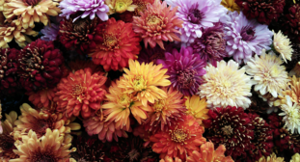 photo of mums