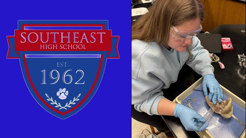Southeast High Anatomy & Physiology Student Dissecting a Sheep's Heart in the School's Lab