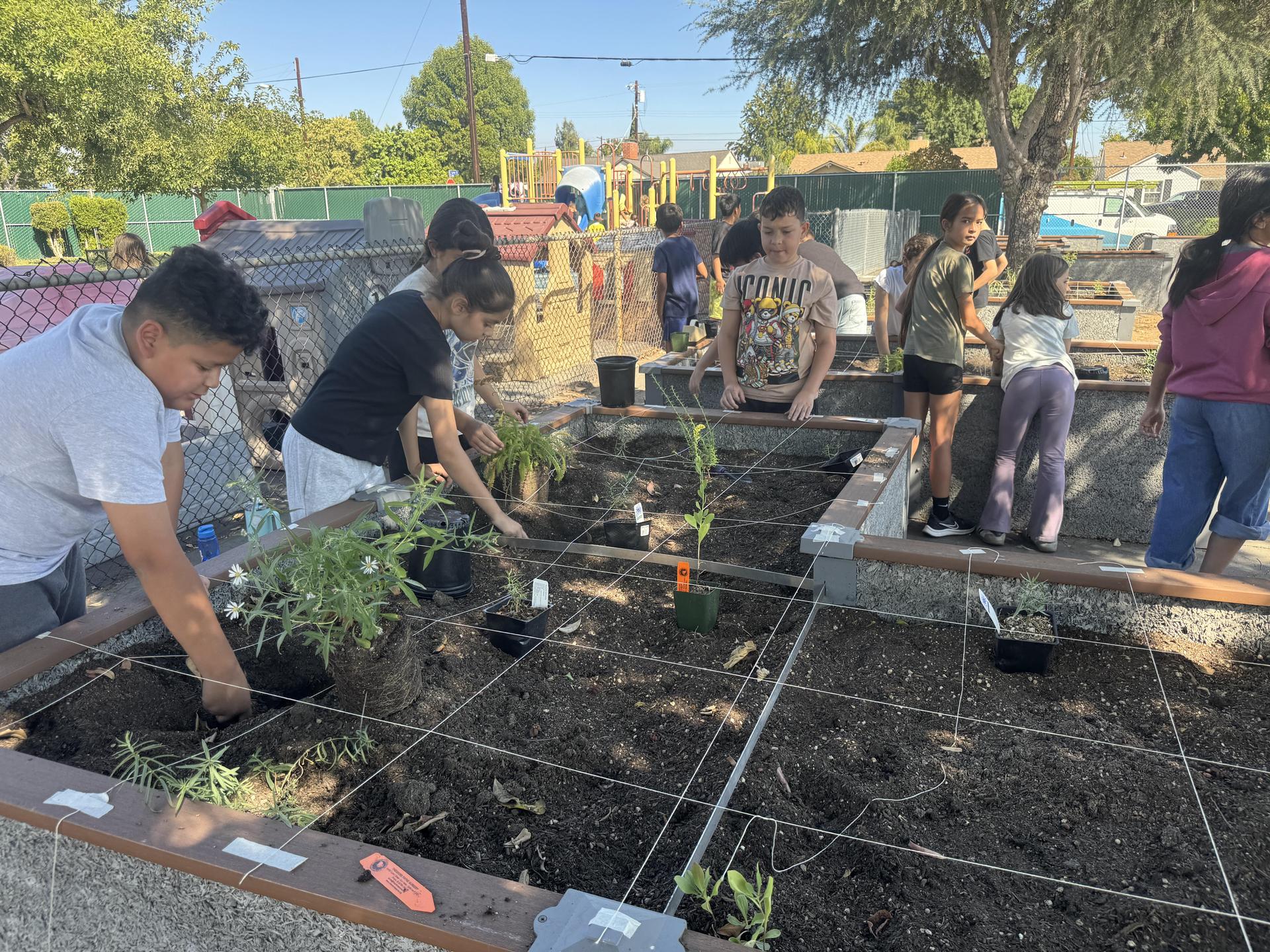 Lorne's Monarch Butterfly Sanctuary Garden