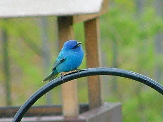 Indigo Bunting