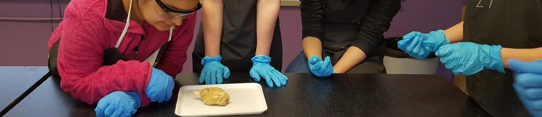 sheep brain