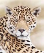 mighty leopard