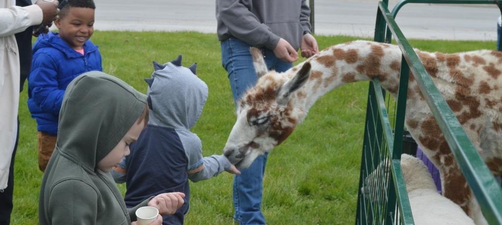 boy in a dinosaur hoodie feeds a llama