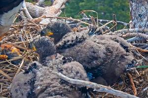 Big Bear Eaglets