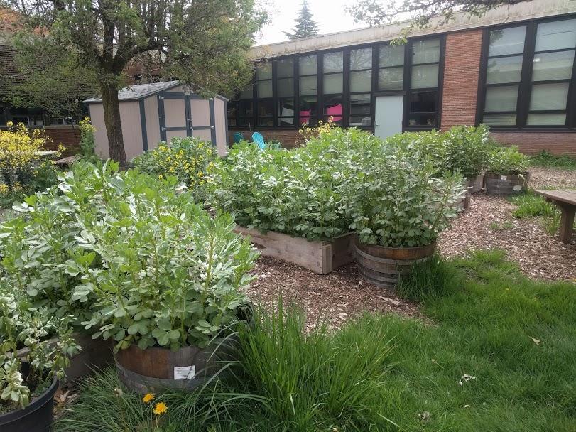 growing plants outside school building