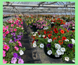 FGHS Plant Sale