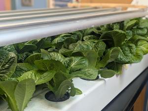 hydroponic lettuce