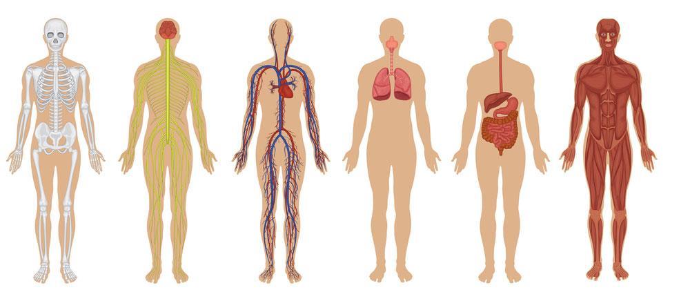 My body