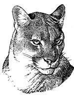 Drawing of a Cougar