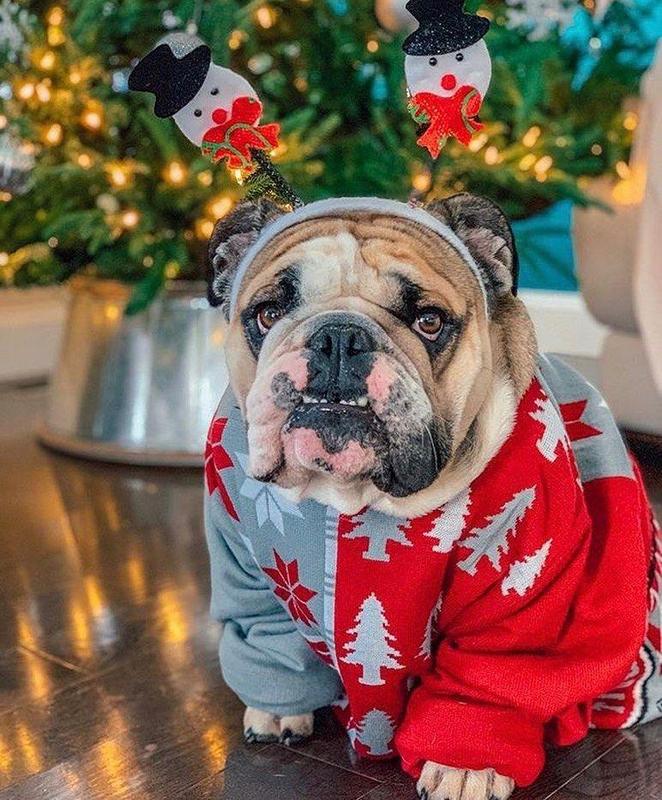 english bulldog in a christmas sweater by a tree