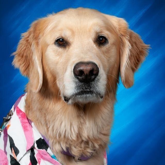 CruiserDog's Profile Photo