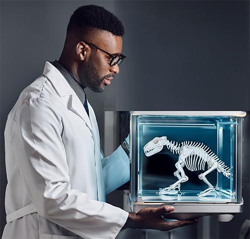 X-ray reveals stultusaurus bones