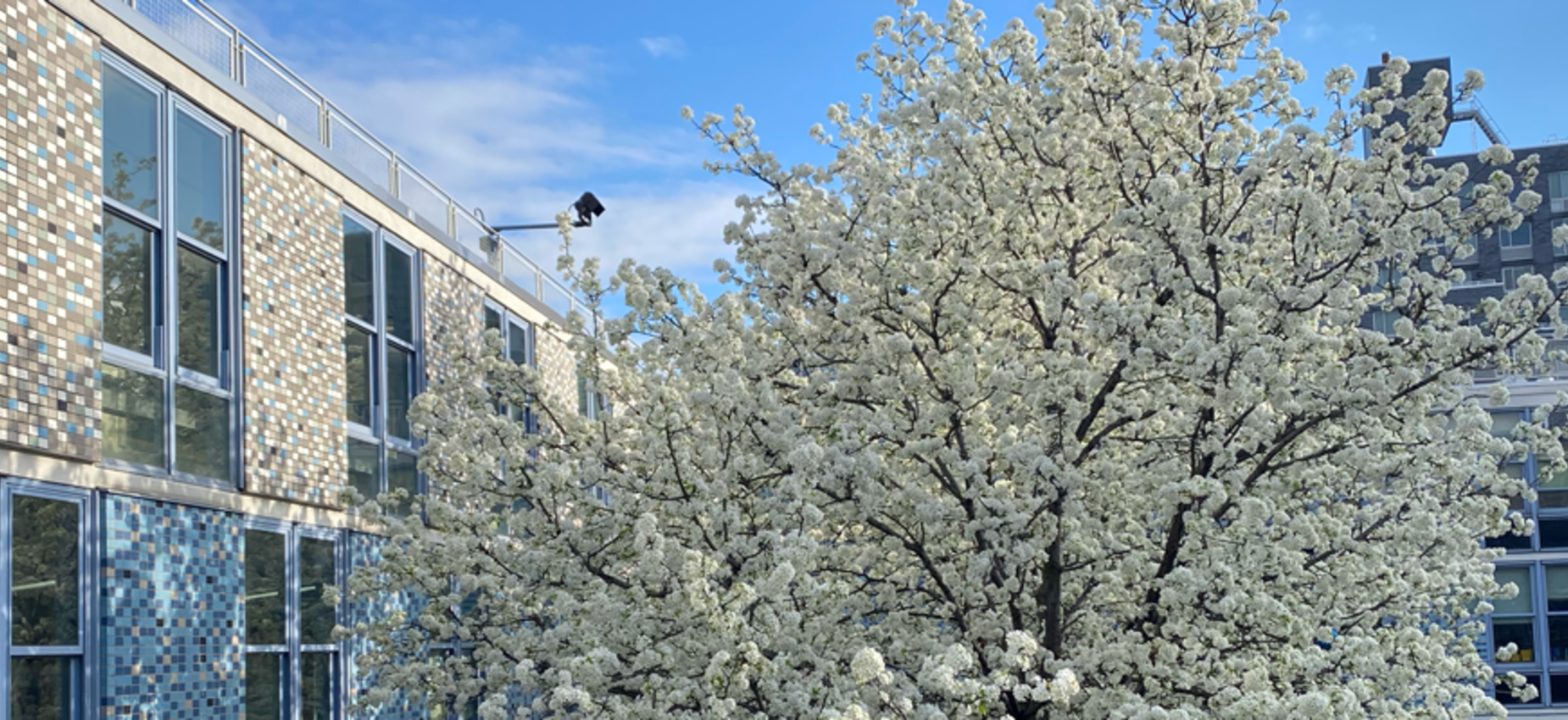 Photo of courtyard in spring time with tree covered in white blossoms.