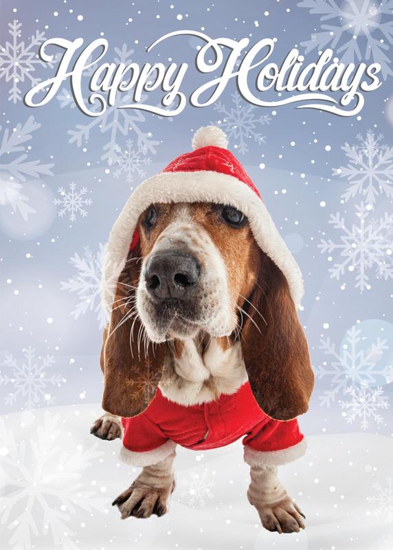 holiday dog