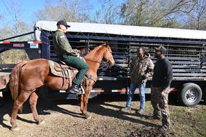 Pike County Sheriff’s Office Rescues Four Horses