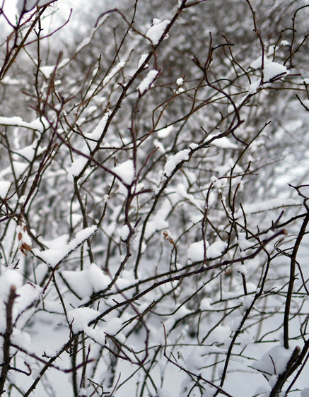 Snow-covered branches against a blurred snowy background.