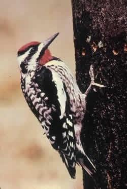 Yellow-bellied Sapsucker