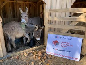 luna and sky giving tuesday.jpg