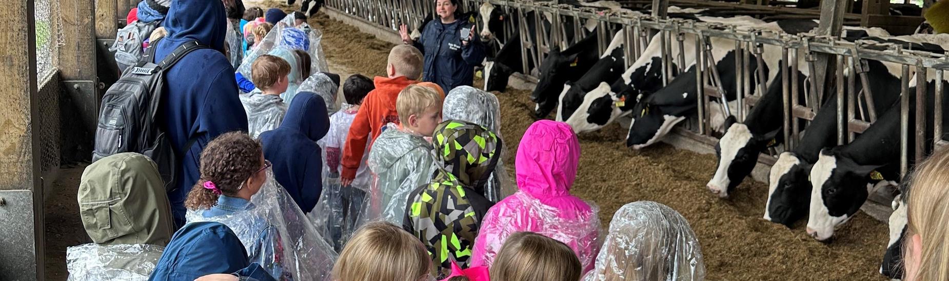 1st Grade at Vale Wood Farm