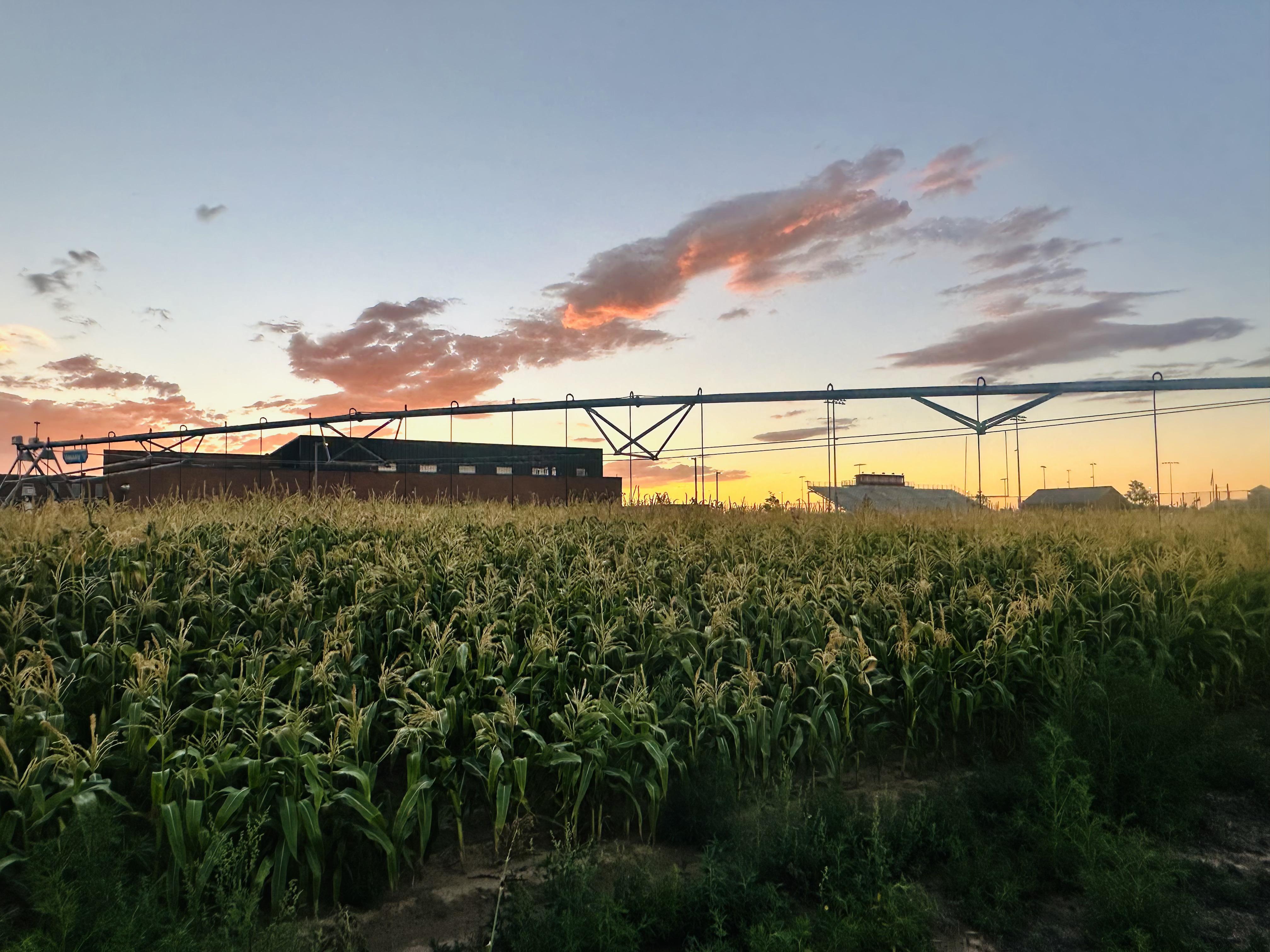 EHS Pivot & Corn Field