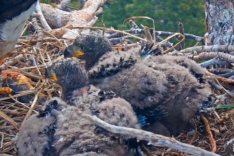 Big Bear Eaglets