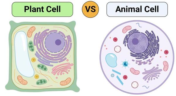 Plant vs Animal Cells.jpg