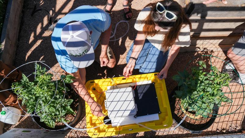 Overhead view of two people working on an electronic device on a yellow bin between two caged potted plants.