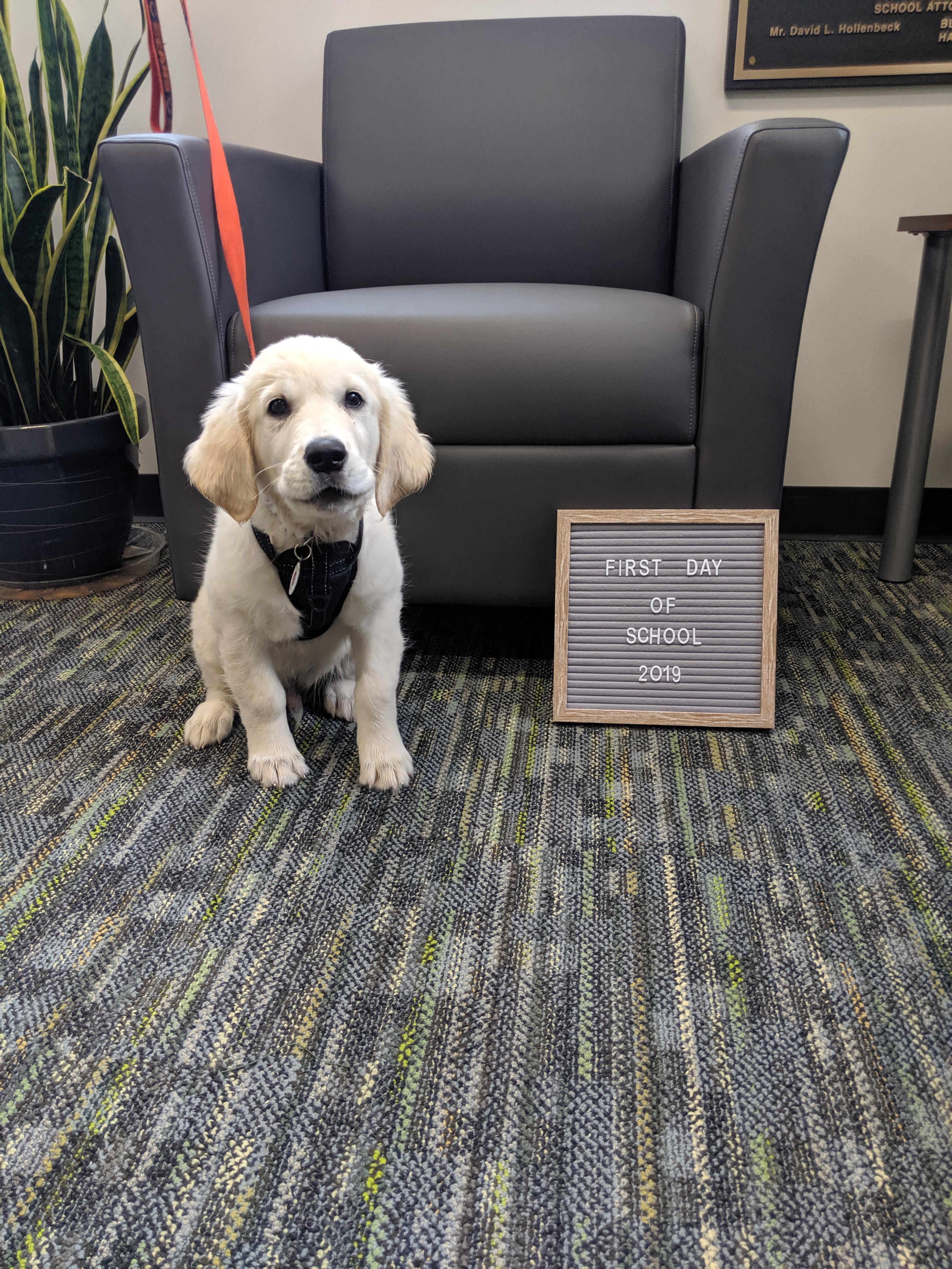 first day with puppy