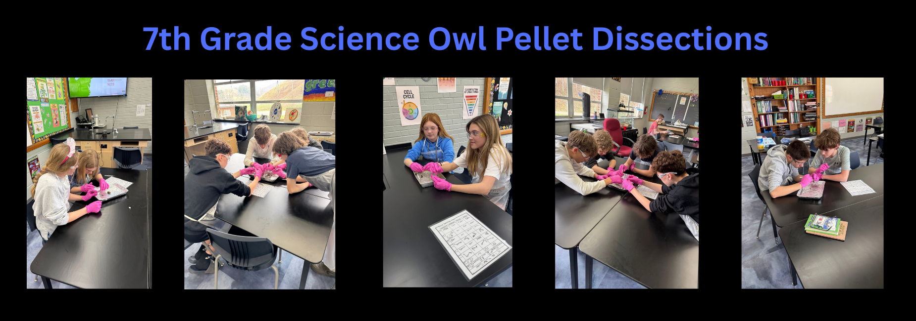 NMS 7th Grade does Owl Pellet Dissections