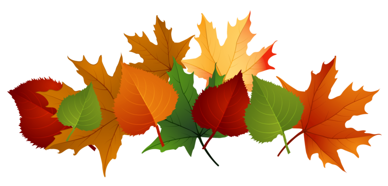 fall leaves