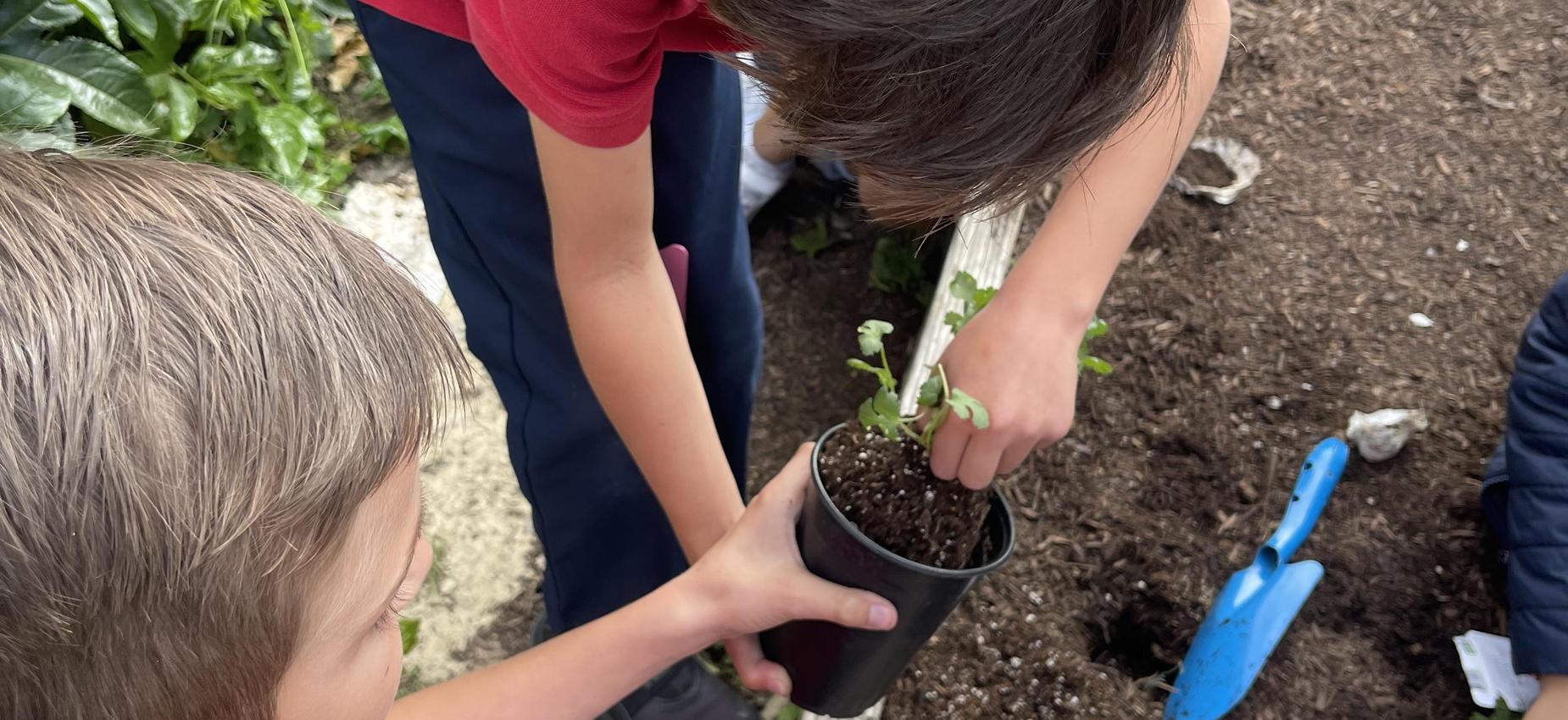 3rd grade planting seeds