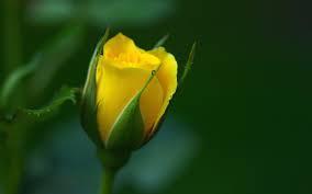 yellow rose