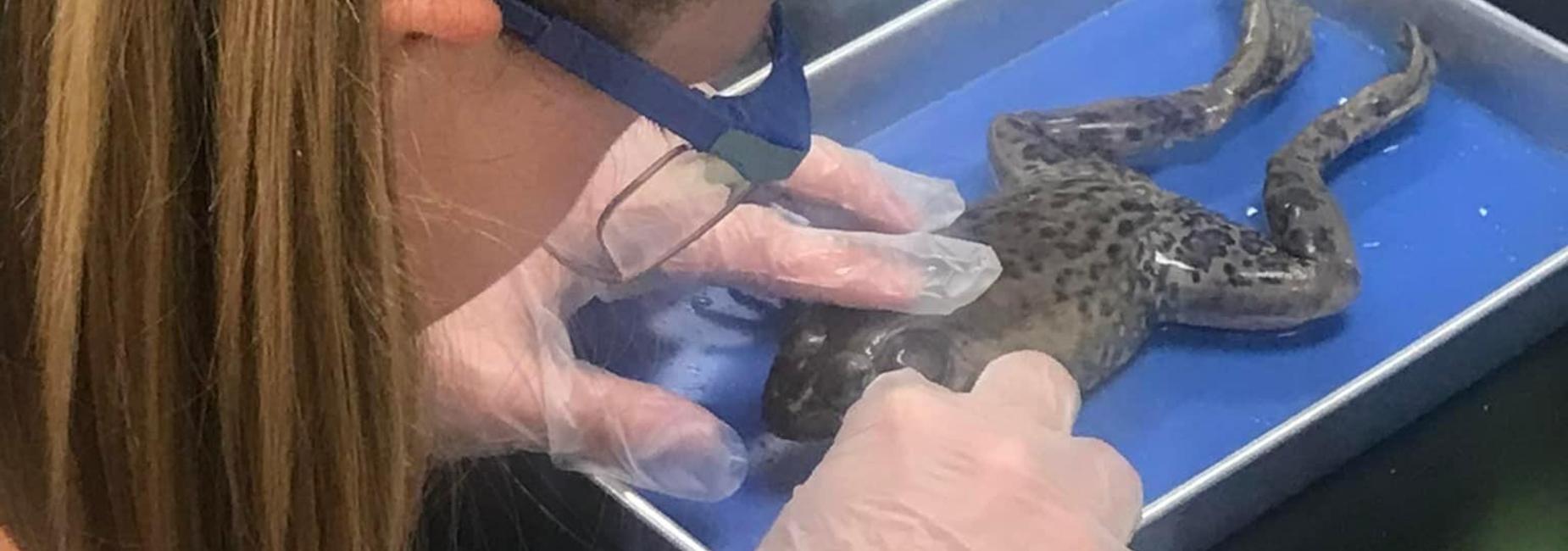 Dissecting frogs