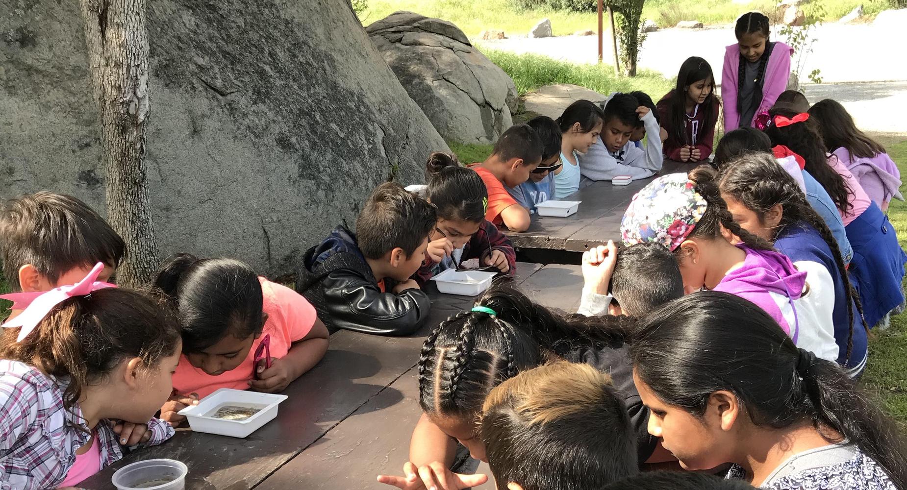Cypress students on a field trip looking at wildlife