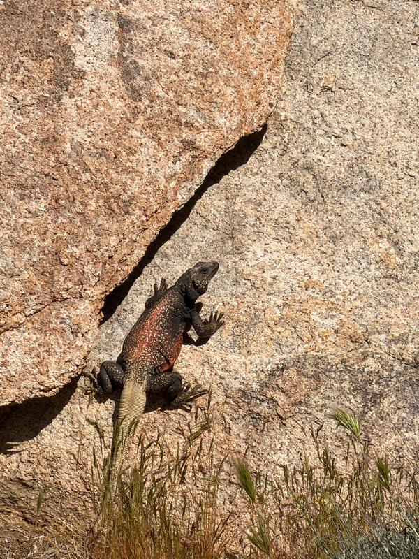 Lizard found on the trail