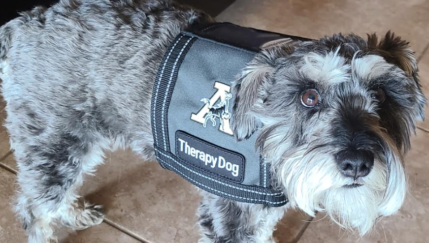 Therapy Dog