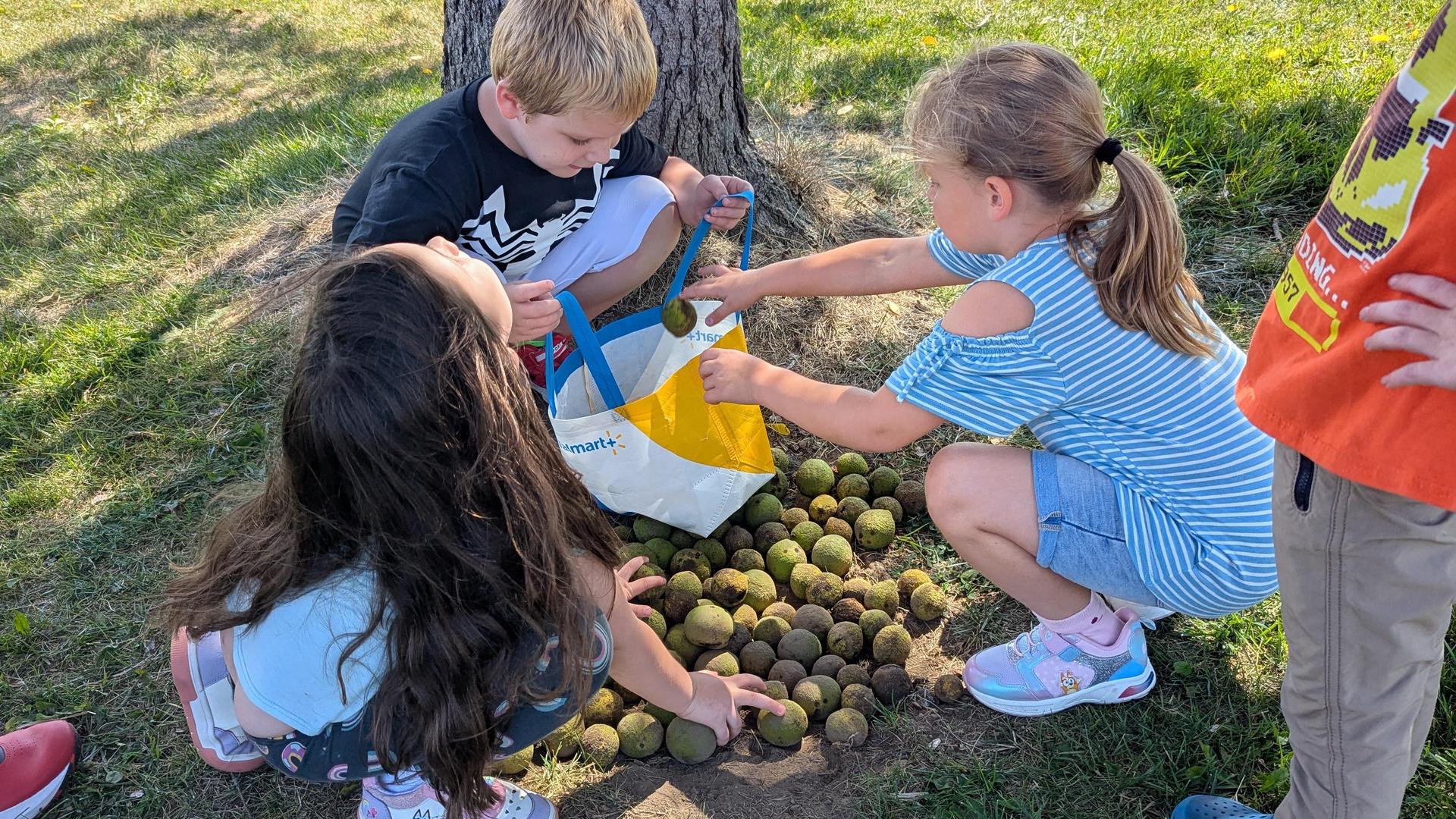 Kids collecting green balls under a tree on a grassy area.