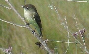 Eastern Phoebe