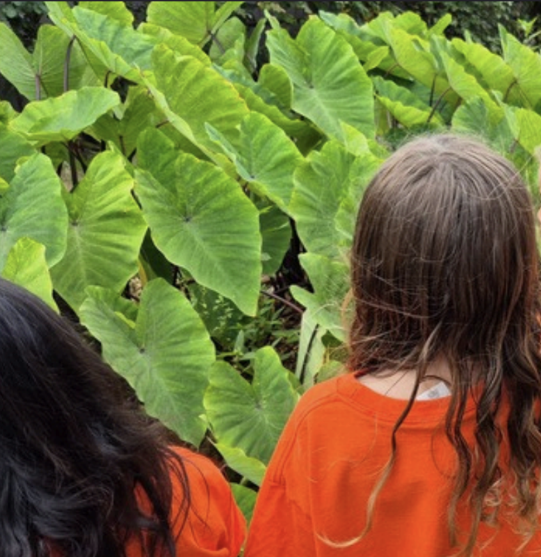 Grown Some Good Garden Program Has Positive Impacts on our Keiki Featured Photo